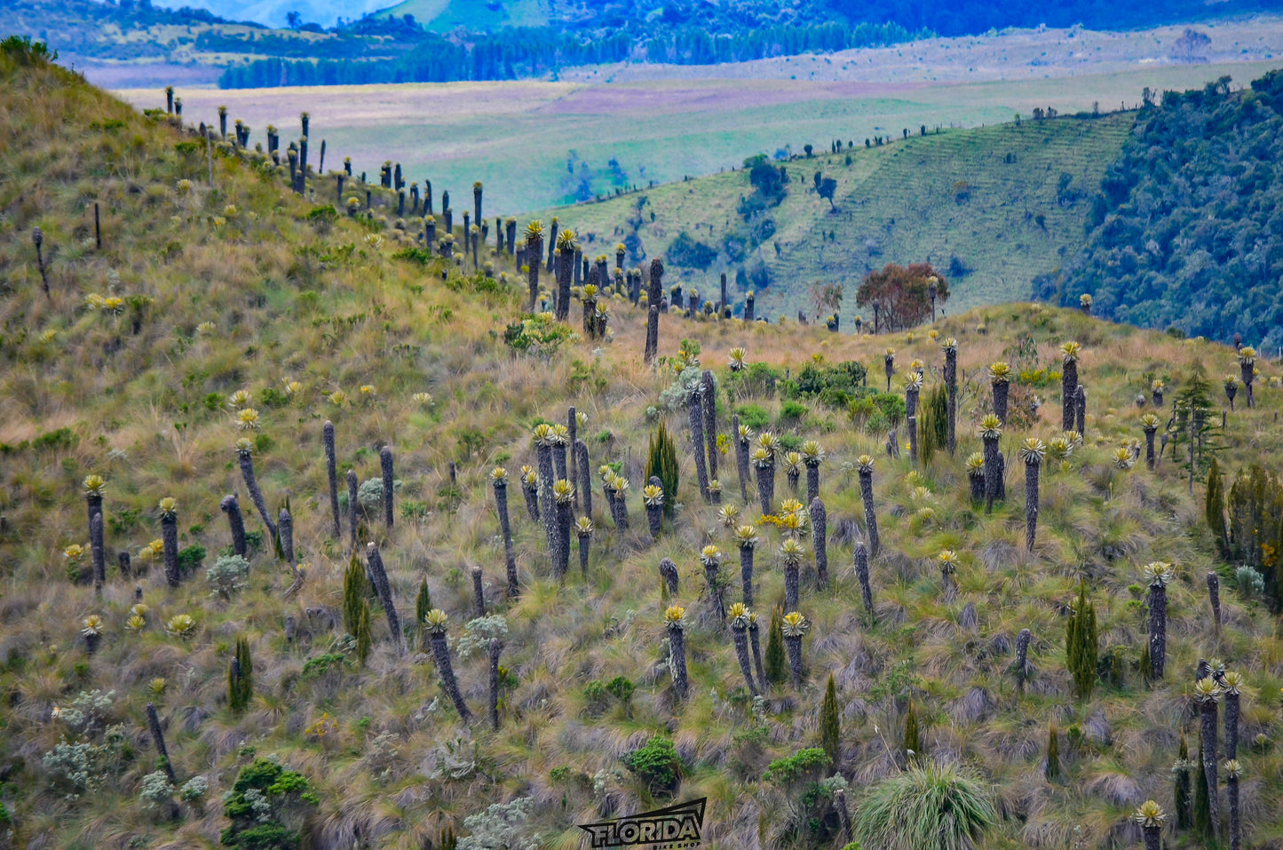 GUALÍ/EL SIFÓN/ALTO DE LETRAS